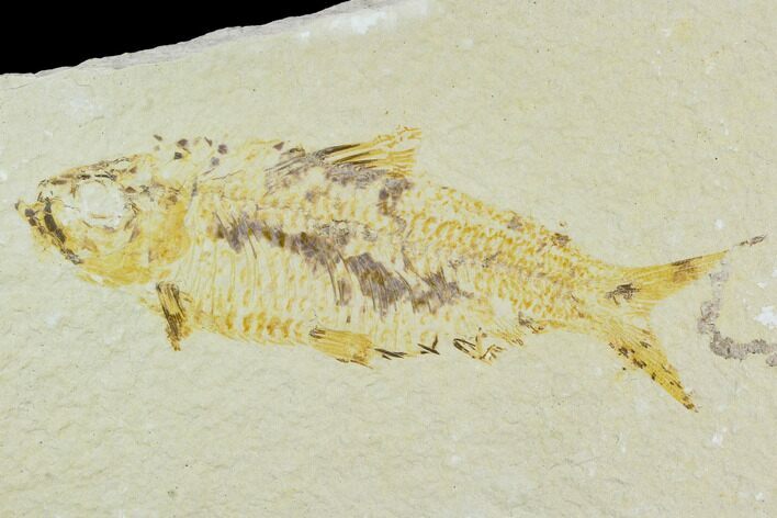 Bargain, Fossil Fish (Knightia) - Wyoming #120626